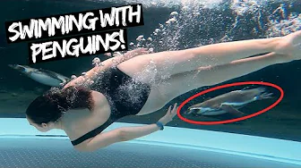 We Can't Believe They Let You Swim Near Penguins |  Spreeweltenbad, Germany
